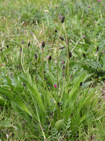 Plantago lanceolata