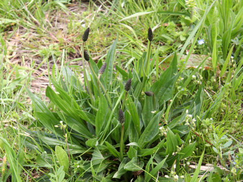 Plantago lanceolata