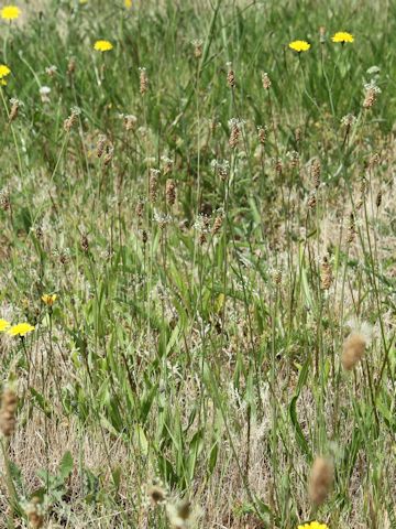 Plantago lanceolata