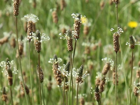 Plantago lanceolata