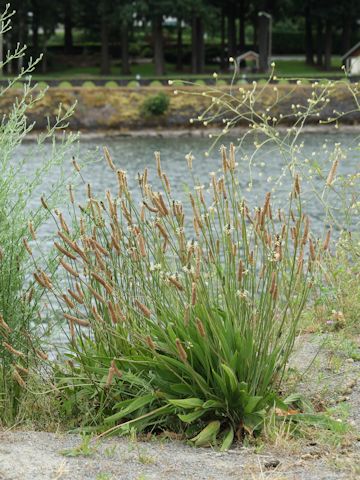 Plantago lanceolata