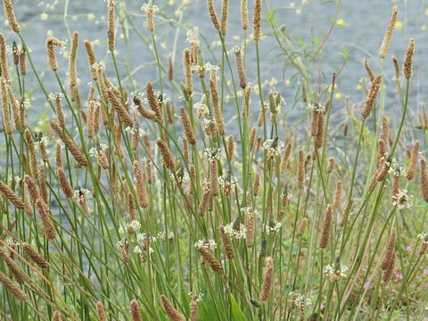 Plantago lanceolata