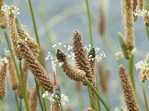 Plantago lanceolata