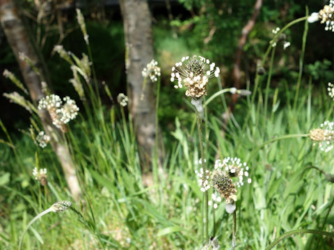 Plantago lanceolata