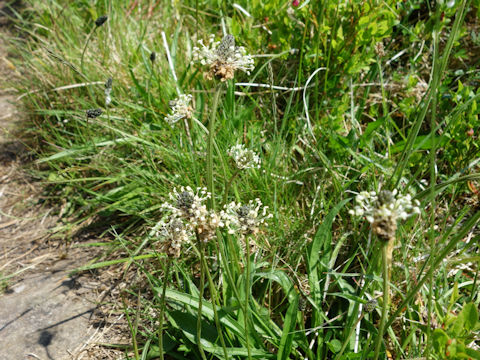 Plantago lanceolata