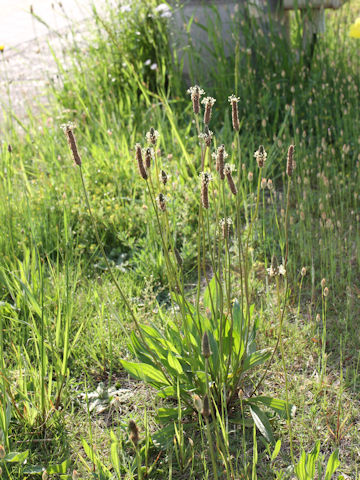 Plantago lanceolata