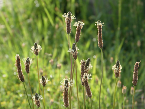 Plantago lanceolata