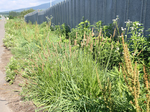 Plantago lanceolata