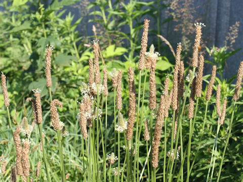 Plantago lanceolata