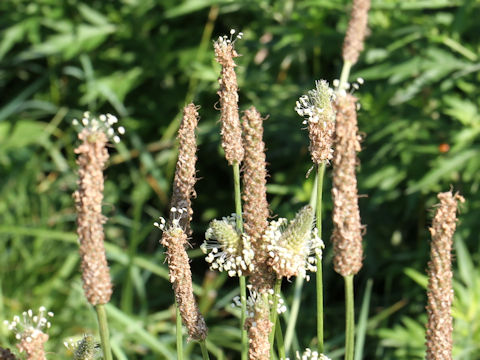 Plantago lanceolata