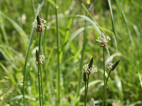 Plantago lanceolata