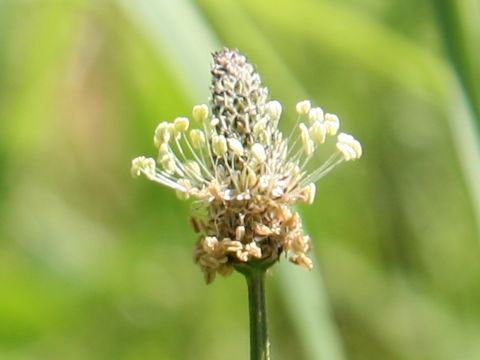 Plantago lanceolata