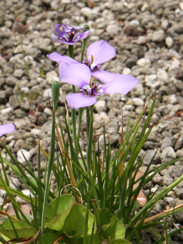 Herbertia lahue