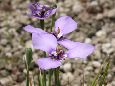 Herbertia lahue