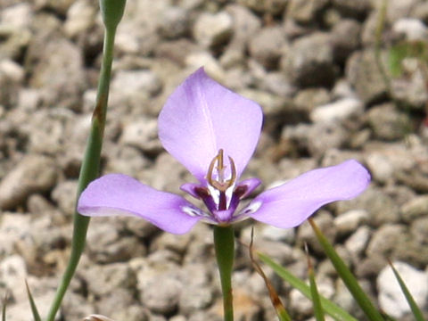 Herbertia lahue