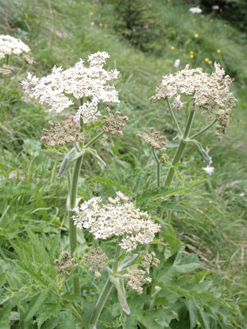 Heracleum sphondylium