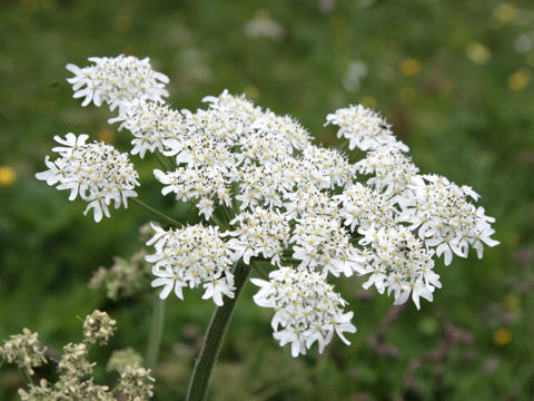 Heracleum sphondylium