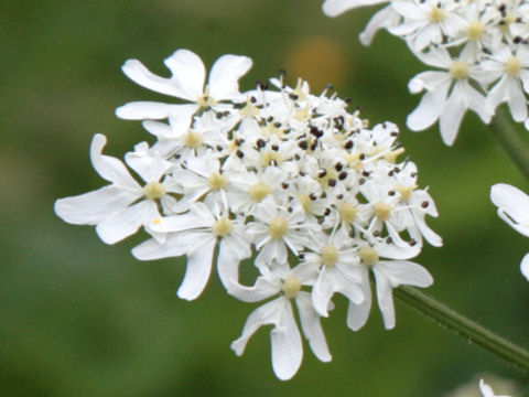 Heracleum sphondylium