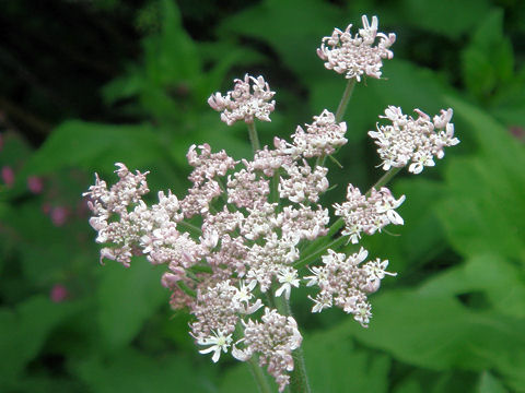 Heracleum sphondylium