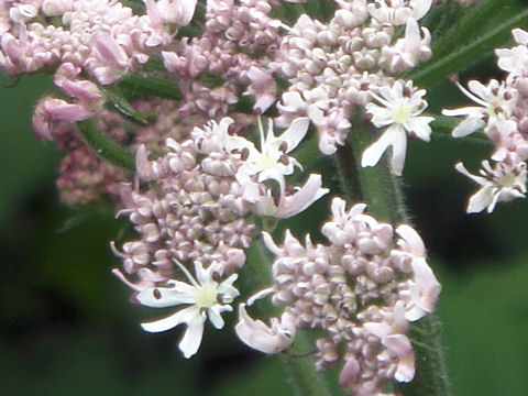 Heracleum sphondylium