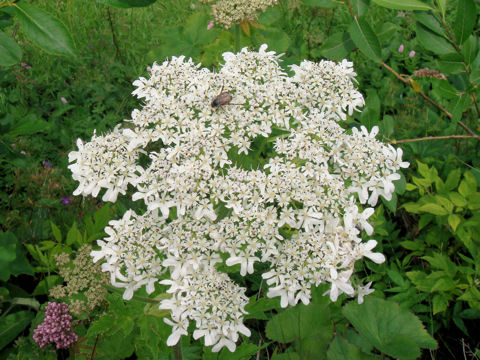 Heracleum sphondylium