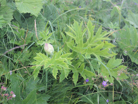 Heracleum sphondylium