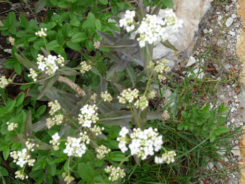Hesperis matronalis ssp. candida