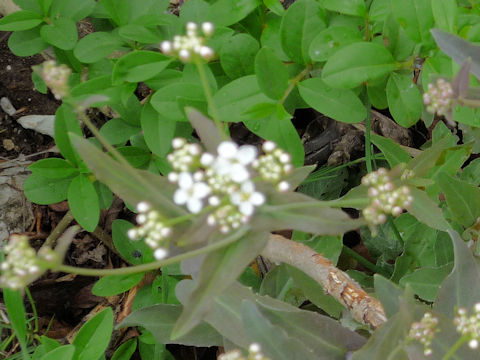 Hesperis matronalis ssp. candida