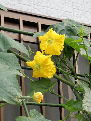 Luffa cylindrica