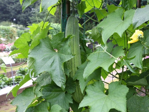 Luffa cylindrica