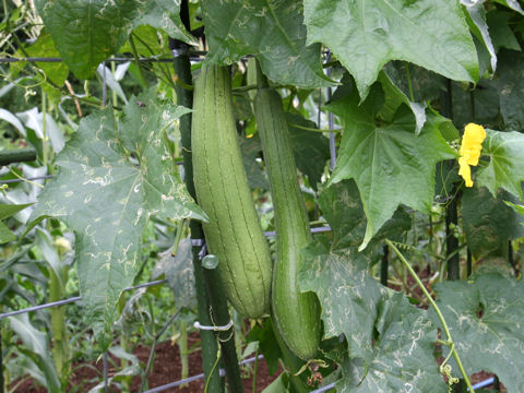 Luffa cylindrica