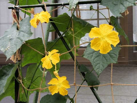 Luffa cylindrica