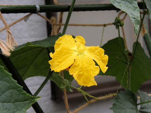 Luffa cylindrica