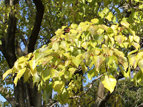 Sinoadina racemosa