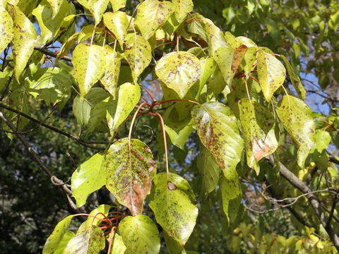 Sinoadina racemosa