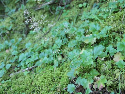 Heuchera glabra