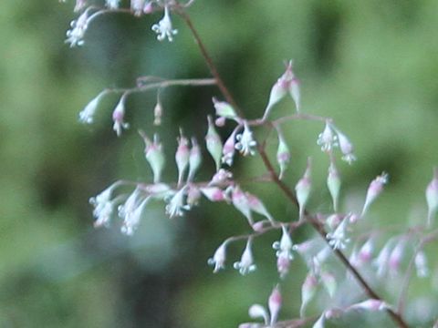 Heuchera glabra