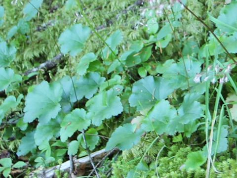 Heuchera glabra