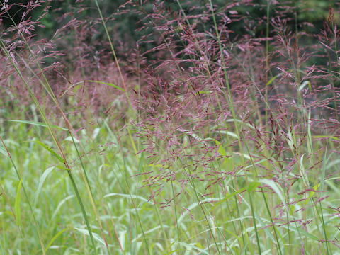 Bothriochloa parviflora