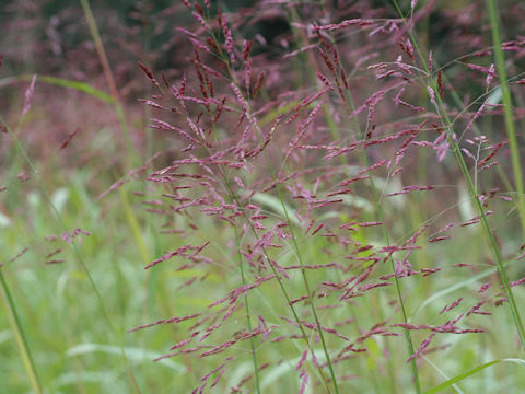 Bothriochloa parviflora