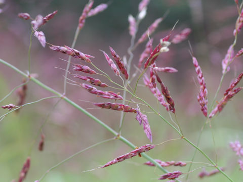 Bothriochloa parviflora