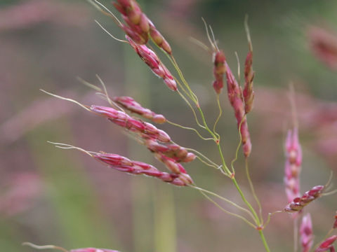 Bothriochloa parviflora