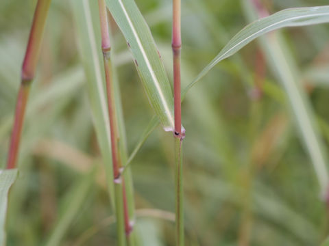 Bothriochloa parviflora