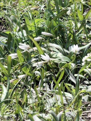 Amana latifolia