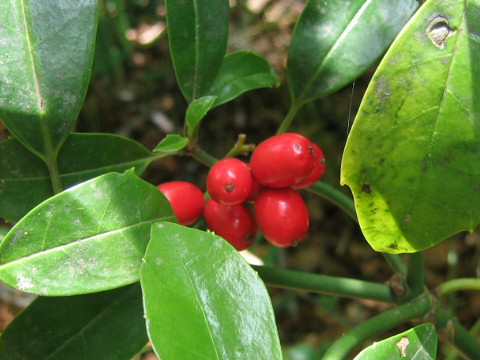 Aucuba japonica var. borealis