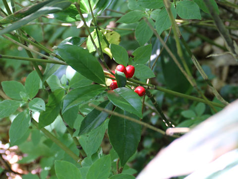 Aucuba japonica var. borealis