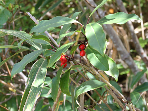 Aucuba japonica var. borealis