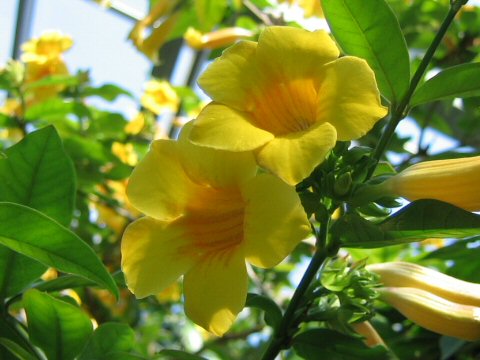 Allamanda neriifolia