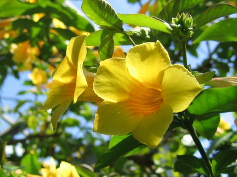 Allamanda neriifolia