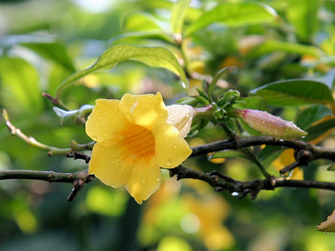 Allamanda neriifolia